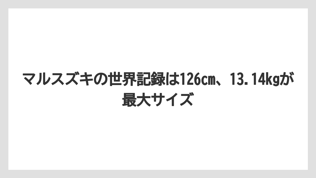 【シーバス】マルスズキの世界記録は126cm、13.14kgが最大サイズ